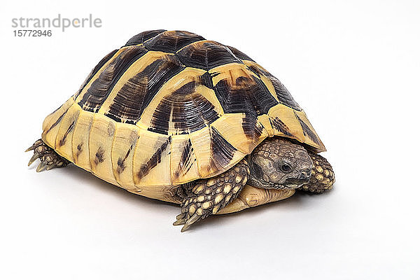 Östliche Harmann-Schildkröte (Testudo hermanni boettgeri) in Pose vor einem weißen Hintergrund; Studio