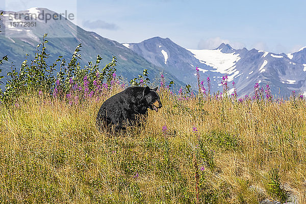 Männlicher Schwarzbär (Ursus americanus)  Tier in Gefangenschaft  Alaska Wildlife Conservation Center  Süd-Zentral-Alaska; Portage Alaska  Vereinigte Staaten von Amerika