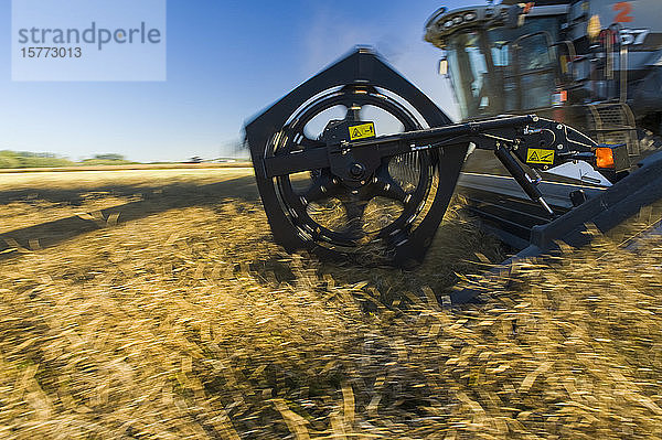 Ein Mähdrescher schneidet gerade in einem reifen Rapsfeld während der Ernte in der Nähe von Lorette; Manitoba  Kanada