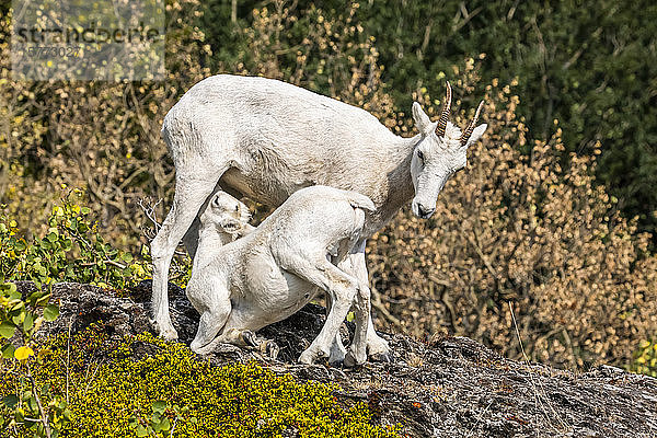 Dallschafschaf und säugendes Lamm (Ovis dalli) in den Chugach Mountains südlich von Anchorage in Süd-Zentral-Alaska im Herbst; Alaska  Vereinigte Staaten von Amerika