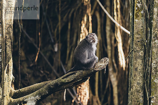 Balinesischer Langschwanzaffe (Macaca fascicularis)  Ubud Affenwald; Bali  Indonesien