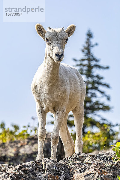 Dallschaf-Lamm (Ovis dalli) in den Chugach Mountains südlich von Anchorage in Süd-Zentral-Alaska. Lamm schaut in die Kamera; Alaska  Vereinigte Staaten von Amerika