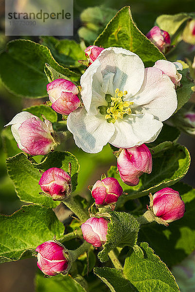 Nahaufnahme von Apfelblüten an einem Baum; Calgary  Alberta  Kanada