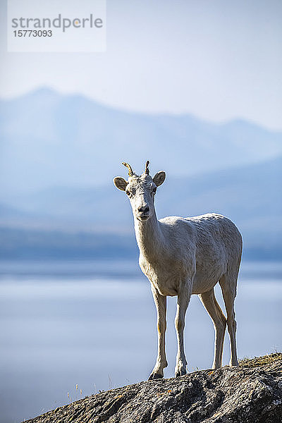 Dallschafschaf (Ovis dalli) steht auf einem Felsvorsprung mit Blick auf die Gewässer des Turnagain Arm südlich von Anchorage  Alaska in Süd-Zentral-Alaska  Vereinigte Staaten von Amerika