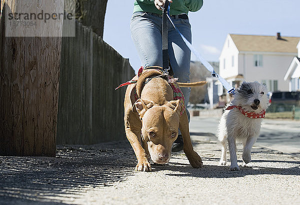 Mädchen beim Spaziergang mit Hunden
