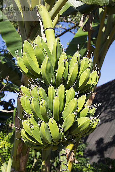 Bündel von wachsenden Bananen auf einem Baum; Vinales  Kuba