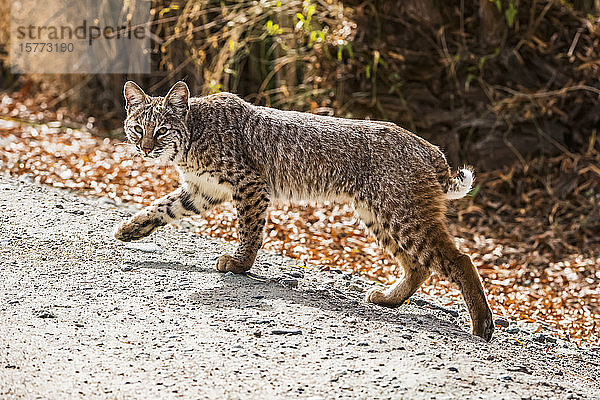 Bobcat (Lynx rufus) mit erhobener Vorderpfote geht entlang eines Weges in den Sweetwater Wetlands; Tucson  Arizona  Vereinigte Staaten von Amerika