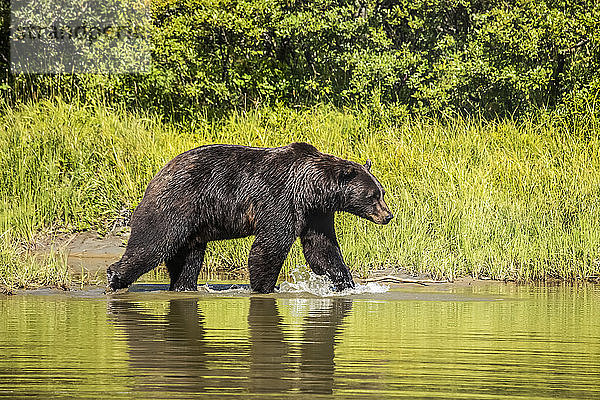 Braunbär (Ursus arctos)  männlich  spritzt durch einen Teich  Tier in Gefangenschaft  Alaska Wildlife Conservation Centre; Portage  Alaska  Vereinigte Staaten von Amerika