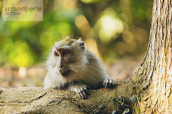 Balinesischer Langschwanzaffe (Macaca fascicularis)  Ubud Affenwald; Bali  Indonesien