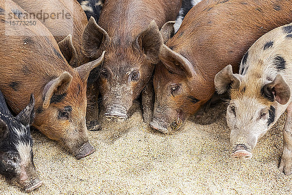 Schweine auf einem Bauernhof beim Fressen auf dem Boden; Armstrong  British Columbia  Kanada