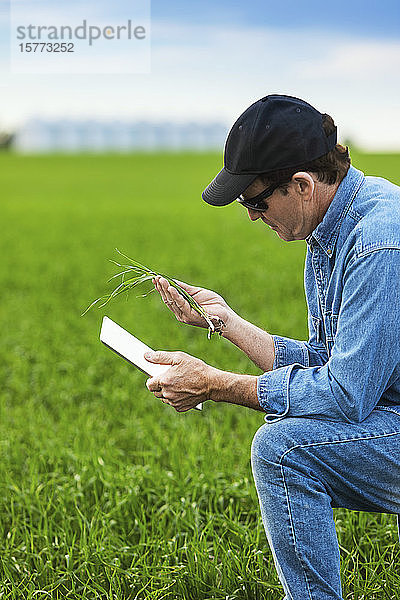 Landwirt  der einen Setzling in der Hand hält  während er ein Tablet benutzt  mit einem landwirtschaftlichen Feld und einer Ernte im Hintergrund; Alberta  Kanada