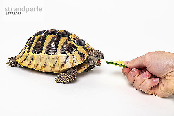 Frau  die eine Östliche Hermannsschildkröte (Testudo hermanni boettgeri) mit einer leckeren Gurkenscheibe behandelt  auf weißem Hintergrund; Studio