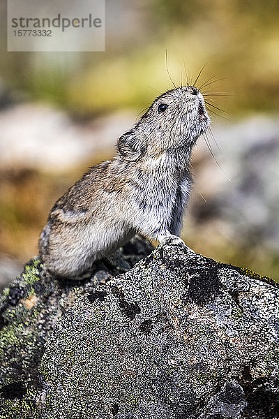 Ein Halsbandpika (Ochotona collaris) schlägt Alarm  wenn ein Steinadler über ihn hinwegfliegt. Pikas halten keinen Winterschlaf und sind eigentlich kleine Mitglieder der Kaninchenfamilie. Hatcher Pass Gebiet in der Nähe von Palmer  Alaska in Süd-Zentral-Alaska  Spätsommer; Alaska  Vereinigte Staaten von Amerika