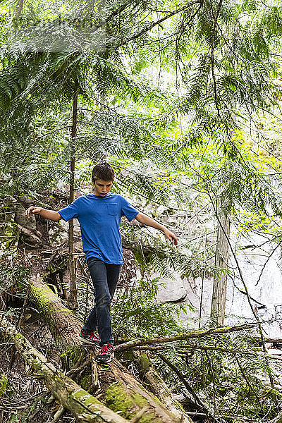 Ein Jugendlicher balanciert auf einem Baumstamm in einem Wald; Salmon Arm  British Columbia  Kanada