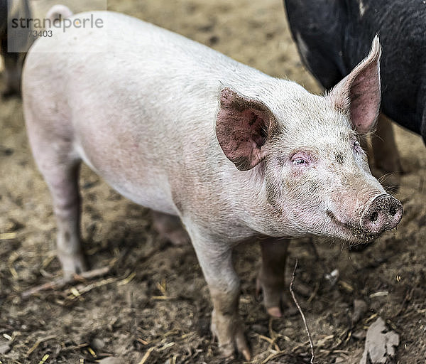 Rosa Schwein auf einem Bauernhof; Armstrong  British Columbia  Kanada