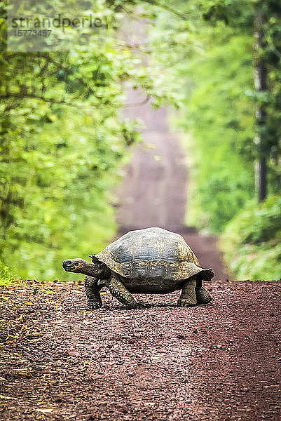 Die Galapagos-Riesenschildkröte (Chelonoidis nigra) schlängelt sich langsam über eine lange  gerade Schotterstraße  die sich bis zum Horizont erstreckt. Jenseits des Grasstreifens erstreckt sich auf beiden Seiten dichter Wald; Galapagos-Inseln  Ecuador