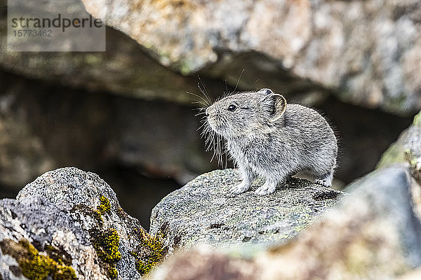 Ein Halsbandpika (Ochotona collaris) sitzt in der Nähe einer Felsspalte  in der er gerade einen Haufen gesammelter Vegetation abgelegt hat. Diese gesammelten und getrockneten Pflanzen dienen ihnen als Nahrung für den Winter. Sie halten keinen Winterschlaf wie Murmeltiere. Hatcher Pass Gebiet in der Nähe von Palmer  Alaska in Süd-Zentral-Alaska im Sommer; Alaska  Vereinigte Staaten von Amerika