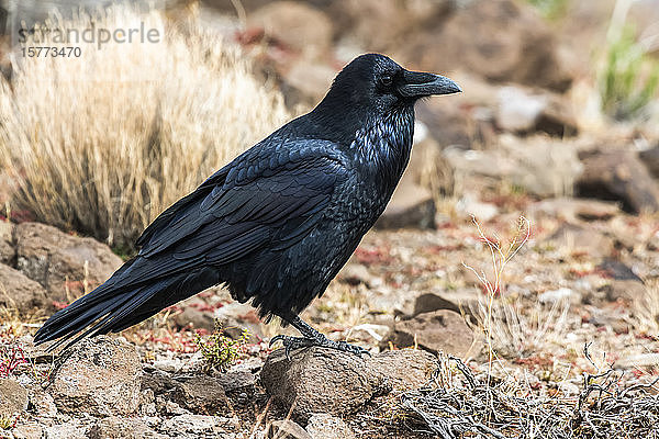 Seitenansicht eines Kolkraben (Corvus corax) auf dem Boden sitzend im Petrified Forest National Park; Arizona  Vereinigte Staaten von Amerika