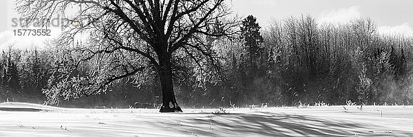 Schwarze und weiße Winterlandschaft mit verschneitem Feld  Eisnebel und Wald; Sault St. Marie  Michigan  Vereinigte Staaten von Amerika