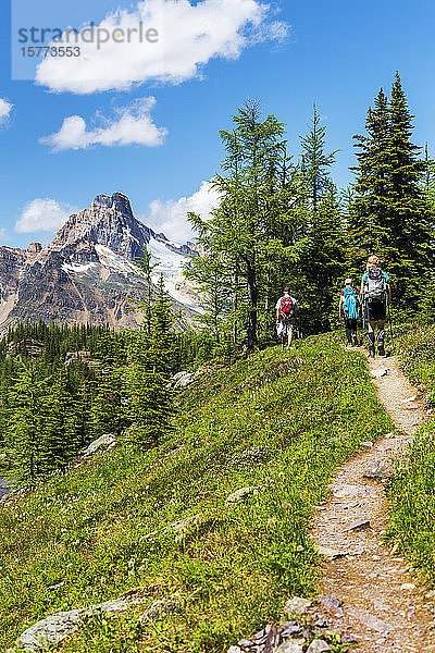 Wanderer auf einem hügeligen Bergpfad mit Berggipfel in der Ferne und blauem Himmel und Wolken  Yoho National Park; Field  British Columbia  Kanada