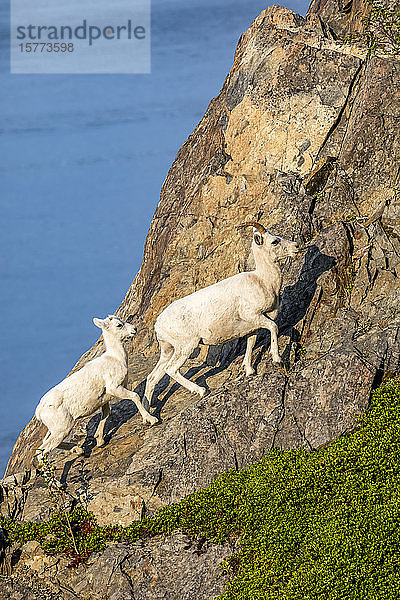 Mit Turnagain Arm im Hintergrund grasen Dallschafschafschaf und Lamm (Ovis dalli) im felsigen Gelände des Windy Point-Gebietes in der Nähe von MP107 des Seward Highway; Alaska  Vereinigte Staaten von Amerika