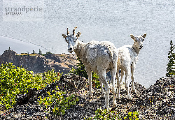 Dallschafschaf und Lamm (Ovis dalli) in den Chugach Mountains südlich von Anchorage  Süd-Zentral-Alaska. Die Schafe streifen auf den Felsvorsprüngen umher  um zu fressen  während sie die Meeresgewässer des Turnagain Arm überblicken; Alaska  Vereinigte Staaten von Amerika