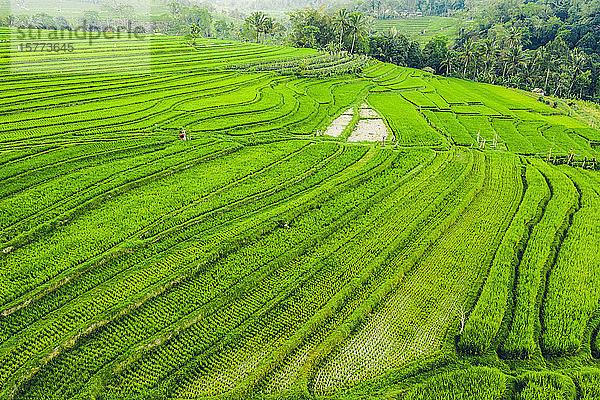 Drohnenansicht der Reisterrassen auf Bali  Jatiluwih Reisterrasse; Tabanan  Bali  Indonesien