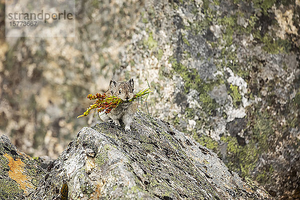 Ein Halsbandpika (Ochotona collaris) sammelt Futter  um es zum Trocknen in kleine Heuhaufen zu legen  die ihm Nahrung für die kalten und verschneiten Wintermonate liefern. Pikas halten keinen Winterschlaf. Gebiet Hatcher Pass in der Nähe von Palmer  Süd-Zentral-Alaska; Alaska  Vereinigte Staaten von Amerika