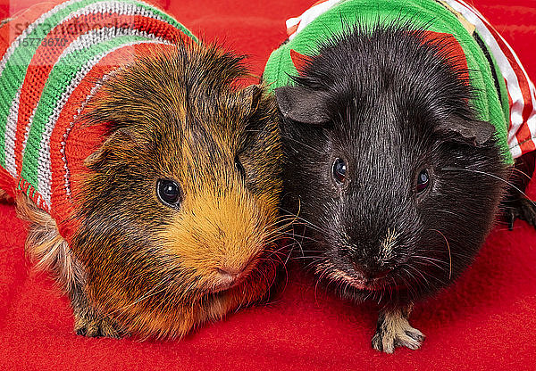 Zwei Meerschweinchen (Cavia porcellus) in Weihnachtskostümen; Studio