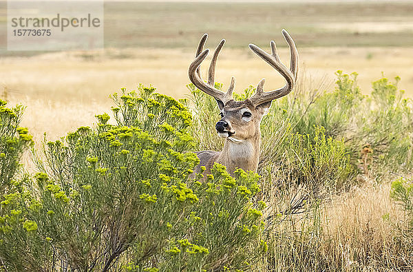 Weißwedelhirsch (Odocoileus virginianus)  stehend und hinter einem Strauch hervorschauend; Emporia  Kansas  Vereinigte Staaten von Amerika