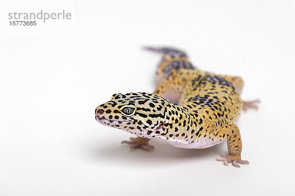 Leopardgecko (Eublepharis macularius) auf weißem Hintergrund; Studio