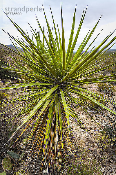 Yucca-Pflanze im Vordergrund auf dem Dog Canyon National Recreational Trail  Sacramento Mountains  Chihuahuan-Wüste im Tularosa-Becken  Oliver Lee Memorial State Park; Alamogordo  New Mexico  Vereinigte Staaten von Amerika