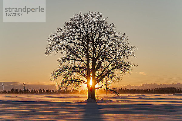 Eisbedeckter Baum in Silhouette bei Sonnenuntergang auf einem verschneiten Feld mit Eisnebel; Sault St. Marie  Michigan  Vereinigte Staaten von Amerika