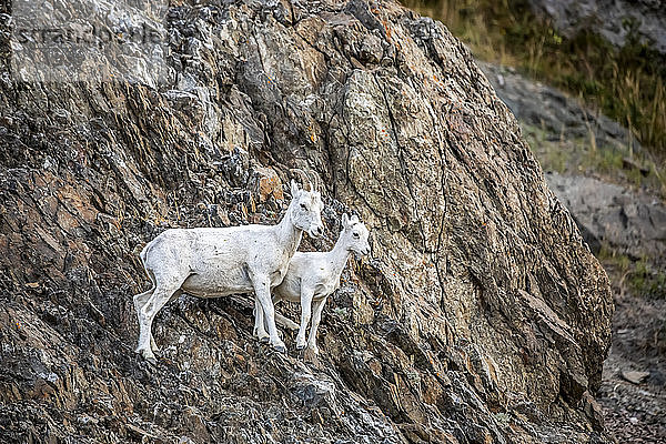 Dallschafschaf und Lamm (Ovis dalli) in den Chugach Mountains südlich von Anchorage  Alaska in Süd-Zentral-Alaska. Die Schafe befinden sich in der Nähe des McHugh Creek  der ein beliebtes Wandergebiet ist. Das Mutterschaf und das Lamm sind hier in der Nähe des Seward Highway zu sehen; Alaska  Vereinigte Staaten von Amerika