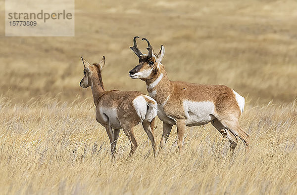 Hirschbock und Ricke (Antilocapra americana) während der Brunft; Cheyenne  Wyoming  Vereinigte Staaten von Amerika