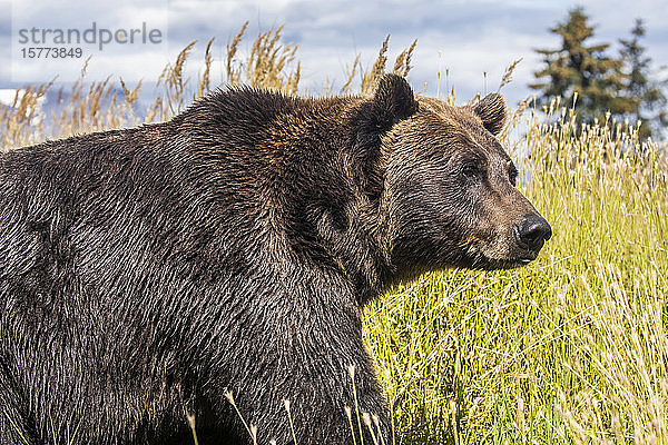 Weiblicher Braunbär (Ursus arctic)  Tier in Gefangenschaft  Alaska Wildlife Conservation Center; Portage  Alaska  Vereinigte Staaten von Amerika