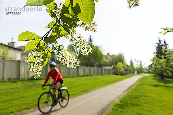 Radfahrerin auf dem Gehweg in einem Wohngebiet  mit Mayday-Blüten im Vordergrund; Calgary  Alberta  Kanada