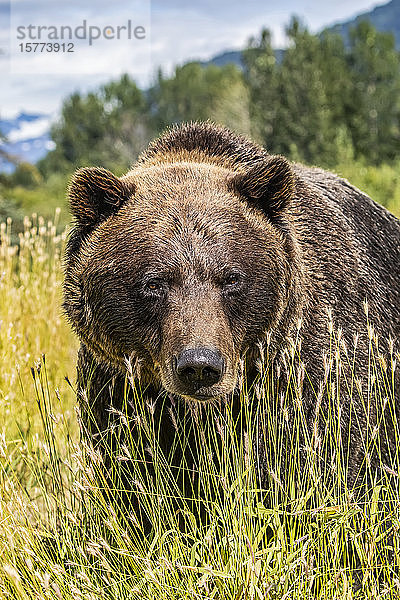 Weiblicher Braunbär (Ursus arctic)  Tier in Gefangenschaft  Alaska Wildlife Conservation Center; Portage  Alaska  Vereinigte Staaten von Amerika