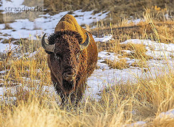 Amerikanischer Bison (Bison bison)  stehend auf einem Feld in Herbstfarben; Jackson  Wyoming  Vereinigte Staaten von Amerika