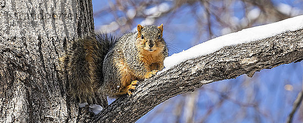 Fuchshörnchen (Sciurus niger) in einem Baum; Denver  Colorado  Vereinigte Staaten von Amerika