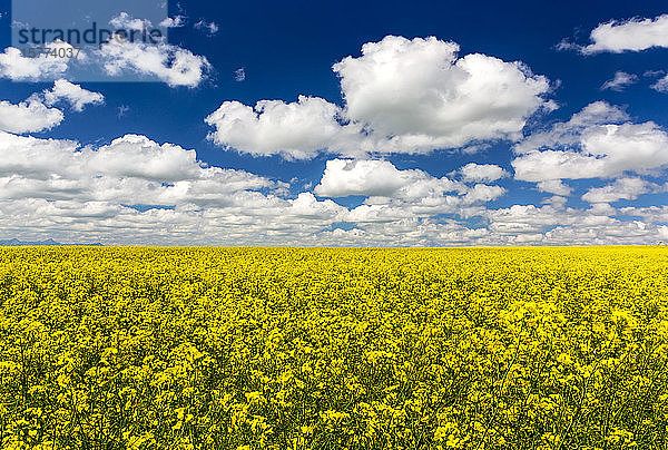 Blühendes Rapsfeld mit flauschigen weißen Wolken und blauem Himmel  östlich von Calgary; Alberta  Kanada