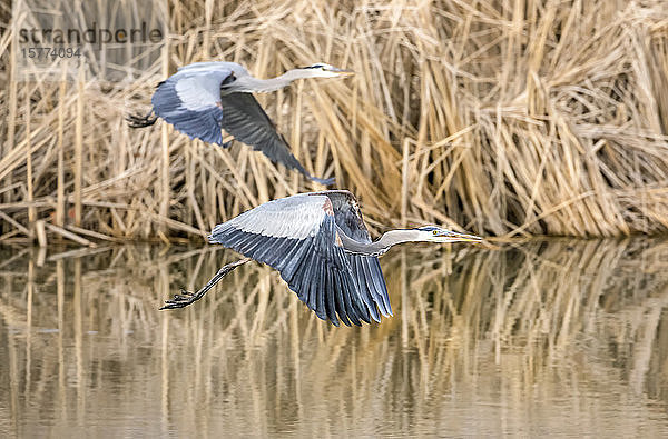 Zwei kleine Blaureiher (Egretta caerulea) fliegen über Wasser mit Schilf entlang der Uferlinie; Denver  Colorado  Vereinigte Staaten von Amerika