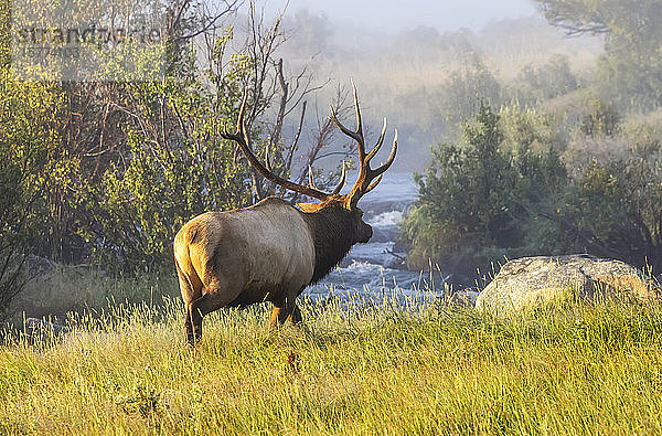 Elchbulle (Cervus canadensis)  stehend an einem Fluss mit herbstlichem Laub; Estes Park  Colorado  Vereinigte Staaten von Amerika