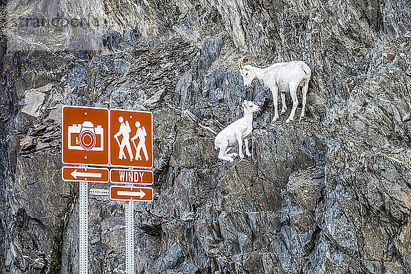 Dallschafschaf und Lamm (Ovis dalli) in den Chugach Mountains südlich von Anchorage  Alaska in Süd-Zentral-Alaska. Die Schafe befinden sich in der Nähe des McHugh Creek  der ein beliebtes Wandergebiet ist. Das Schaf und das Lamm sind hier in der Nähe des Seward Highway und der Straßenschilder zu sehen; Alaska  Vereinigte Staaten von Amerika