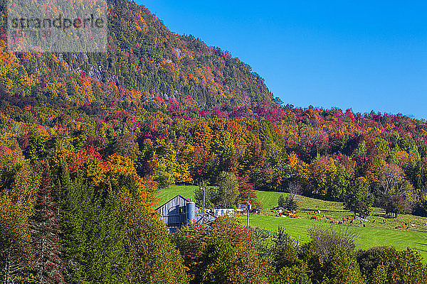 Herbstwald und Berge mit leuchtenden Farben  Scheune und Kühe auf einem Feld; Quebec  Kanada