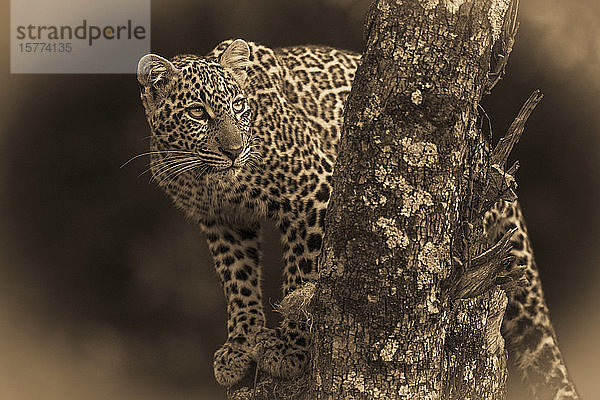 Ein Leopard (Panthera pardus) steht in einem Baum  der mit Flechten bedeckt ist. Er hat schwarze Flecken auf seinem braunen Fell und dreht seinen Kopf  um nach oben zu schauen  Masai Mara National Reserve; Kenia