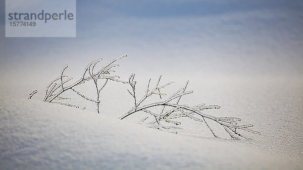 Eisbedeckte Herbstgräser im Schnee; Sault St. Marie  Michigan  Vereinigte Staaten von Amerika