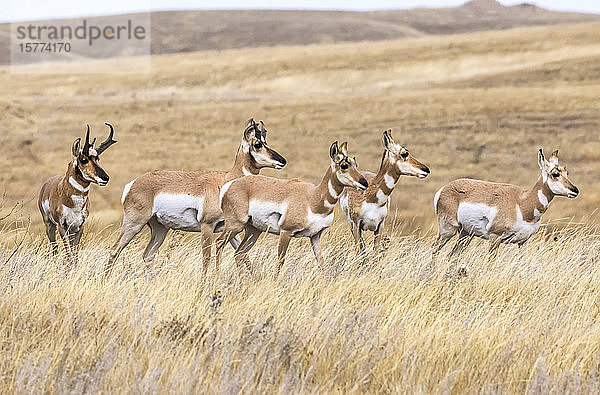 Pronghorn-Herde (Antilocapra americana); Cheyenne  Wyoming  Vereinigte Staaten von Amerika