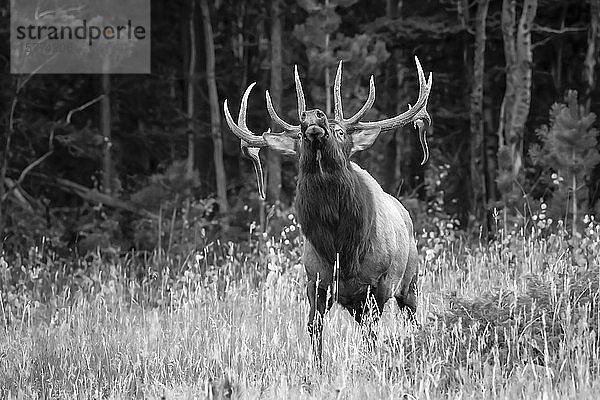 Schwarz-Weiß-Bild eines Elchbullen (Cervus canadensis)  der in einem Feld am Waldrand steht und nach oben schaut; Estes Park  Colorado  Vereinigte Staaten von Amerika