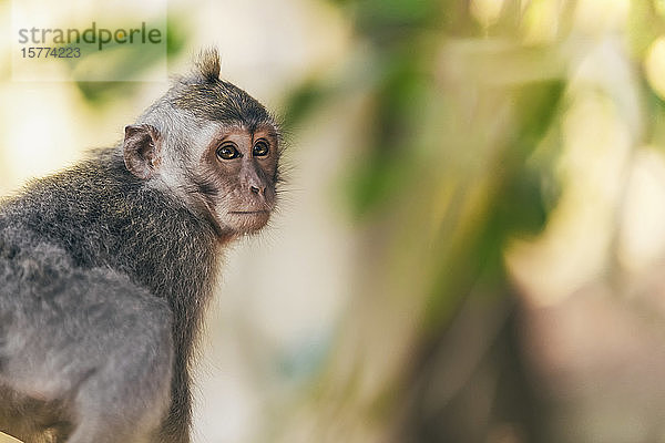 Junger Balinesischer Langschwanzaffe (Macaca fascicularis)  Ubud Affenwald; Bali  Indonesien